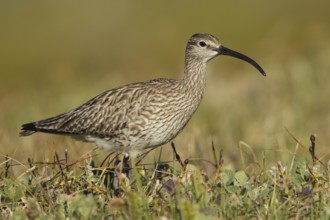 Whimbrel (Numenius phaeopus), Iceland, Europe