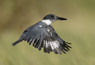 Belted Kingfisher (Megaceryle alcyon) male flying, Florida, USA, North America
