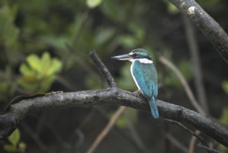 Collared Kingfisher (Todiramphus chloris) perched on a branch, West Bengal, India, Asia