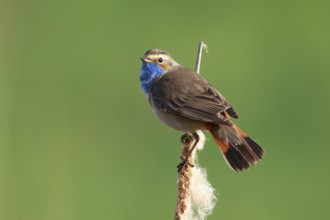 Bluethroat (Luscinia svecica cyanecula) male perched on cattail, Netherlands