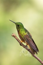Chestnut-breasted Coronet (Boissonneaua matthewsii) perched on a branch, Napo, Ecuador, South