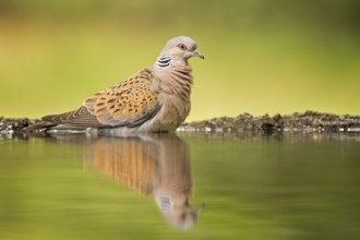 European Turtle Dove (Streptopelia turtur) at waterhole, Hungary, Europe
