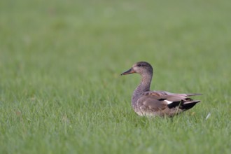 Gadwall (Mareca strepera) male perched on field, Netherlands