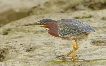 Grünreiher (Butorides virescens) bei der Jagd am Sierpe River