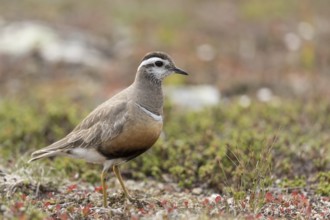 Eurasian Dotterel (Charadrius morinellus), Dalarna, Sweden, Europe