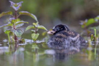 Little Grebe (Tachybaptus ruficollis) chick, North Rhine-Westphalia, Germany, Europe