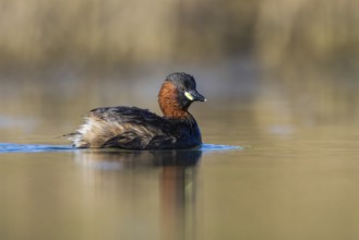 Little Grebe (Tachybaptus ruficollis), North Rhine-Westphalia, Germany, Europe
