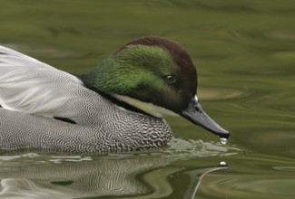 Falcated Duck (Mareca falcata) male, California, USA, North America