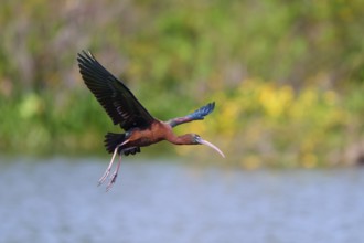 Glossy ibis, (Plegadis falcinellus), flying near a lake, Wakodahatchee Wetlands, Delray Beach,