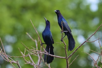 Common Grackle (Quiscalus quiscula), two birds on tree, Wakodahatchee Wetlands, Delray Beach,