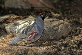 Gambel's quail (Callipepla gambelii), adult, male, alert, Sonoran Desert, Arizona, North America,