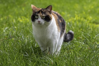 Cat, European Shorthair, felidae (Felis catus), tricoloured, sitting in the grass,