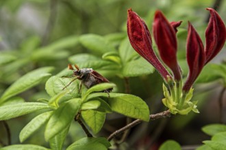 Cockchafer (Melolontha) sitting on azalea, Baden-Württemberg, Germany, Europe