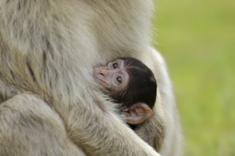 Barbary macaque (Macaca sylvanus), juvenile, captive, occurring in Morocco, Algeria and Gibraltar
