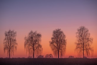 Hanging birch trees in the evening light (Pedula pendula) Village in Münsterland, North