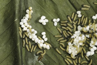 Ailanthus silkmoth (Samia cynthia), eggs and freshly hatched caterpillars, occurring in Asia