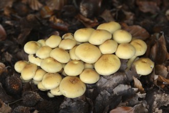 Sulphur tuft (Hypholoma fasciculare), North Rhine-Westphalia, Germany, Europe