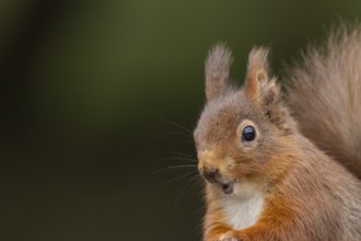 Red squirrel (Sciurus vulgaris) adult animal portrait, Yorkshire, England, United Kingdom, Europe