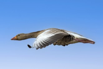 Greylag goose (Anser anser) in flight, wildlife, Germany, Europe