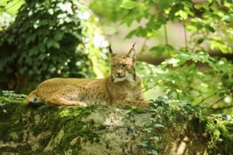 Eurasian lynx (Lynx lynx) lying on a rock in a forest, Bavaria, Germany, Europe