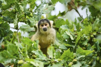 Common squirrel monkey (Saimiri sciureus) in a tree, captive, distribution South America