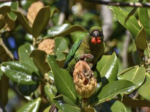 Maroon-bellied Parakeet (Pyrrhura frontalis) eating the red seeds from a magnolia tree, seen in