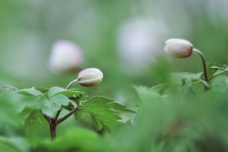 Wood anemone (Anemone nemorosa), end of March, Germany, Europe