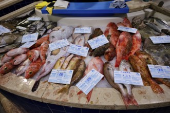 Fish counter, fresh fish, display of fresh fish, gurnard, monkfish, bream, sea bass, ray, market