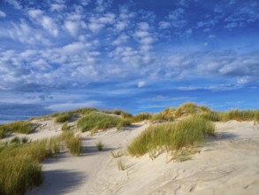 Amrum Island, landscape Germany, dune, dunes, grass, structure, form, vegetation, Amrum, Amrum