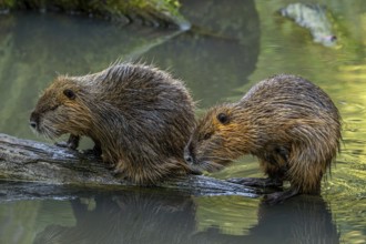 Two coypus, nutrias (Myocastor coypus) resting on fallen tree trunk in pond, invasive rodent in