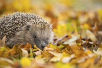 European hedgehog (Erinaceus europaeus) adult animal on fallen autumn leaves, England, United