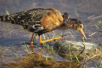Ruff (Calidris pugnax) Foraging at a tundra lake, Lapland, Northern Norway, Norway, Scandinavia,