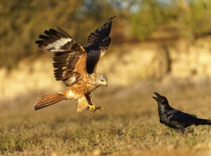 Red kite (Milvus milvus), raven, flight, Pyrenees, Spain, Europe