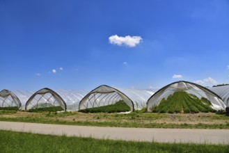 Strawberry cultivation in greenhouses, Bavaria, Germany, Europe