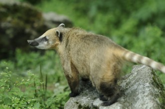 South American coati (Nasua nasua) standing on rock, captive, Zoo Augsburg