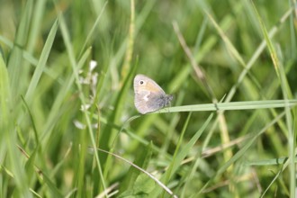Small heath (Coenonympha pamphilus), butterfly, grass, The Small heath sits on a blade of grass in