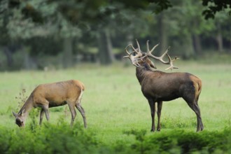 Red deer (Cervus elaphus) male roaring at the edge of the woods, captive