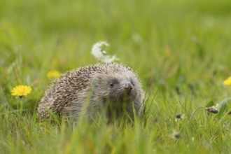 European hedgehog (Erinaceus europaeus) adult animal on a springtime meadow, Suffolk, England,