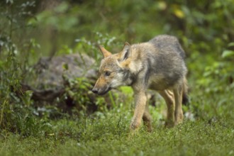 Wolf (Canis lupus), young wolf running in forest, summer, Germany, Europe