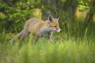 Red fox (Vulpes vulpes), young fox running through the green grass of a forest, summer, Hesse,