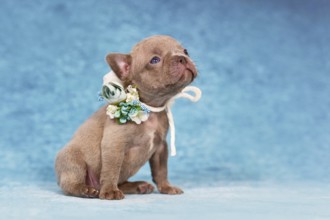 Four weeks purebred young Lilac Brindle French Bulldog puppy with healthy long nose and tail