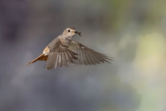 Common redstart (Phoenicurus phoenicurus), female approaching the nest with food in her beak, North