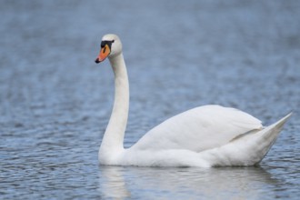 Mute swan (Cygnus olor) swimming on a pond, Thuringia, Germany, Europe