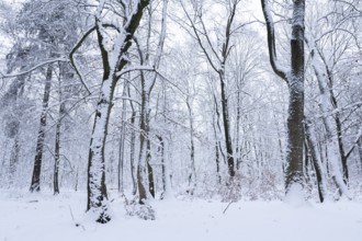 Snow-covered deciduous forest in winter, Hainich National Park, Thuringia, Germany, Europe