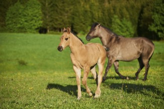 American Quarter Horse foals on a meadow, Bavaria, Germany, Europe