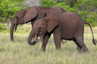 African forest elephants (Loxodonta cyclotis) in a clearing in Loango National Park, Parc National