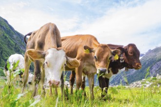 Several cows on a green pasture in the middle of the mountains under a blue sky, Klein Tibet,