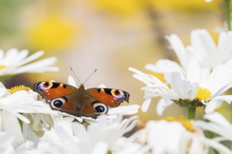 A peacock butterfly (Inachis io, Nymphalis io) resting on white flowers, daisies, close-up, Hesse,