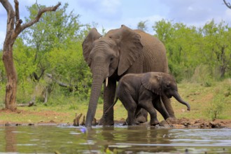 African elephant (Loxodonta africana), adult, male, bull, young animal, young bull with young
