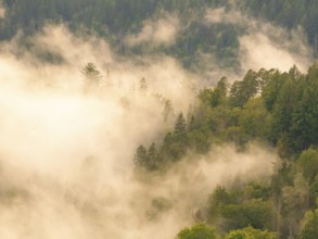 Foggy forest landscape with dense trees and dreamy atmosphere in the morning light, Calw, Black